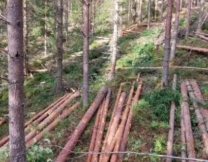 bildet viser skog som er tynnet av Varli AS