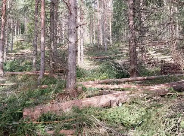 bildet viser skog som er tynnet ut av Varli AS